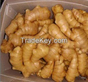 Wholesale organic fresh ginger FACTORY price