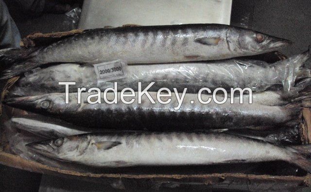 FROZEN W/R BARRACUDA FISH, Mackerel frozen fish, Frozen Barracuda Fish