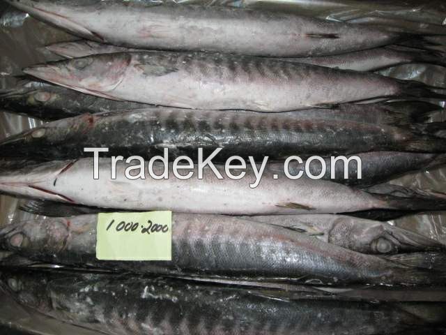 FROZEN W/R BARRACUDA FISH, Mackerel frozen fish, Frozen Barracuda Fish