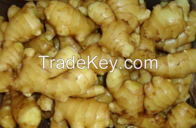 Wholesale organic fresh ginger FACTORY price