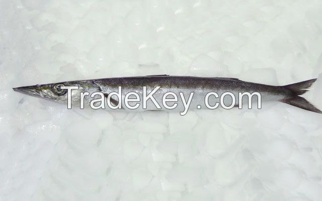 Frozen Barracuda Fish, Sardine Fish, Anchovy Fish Available