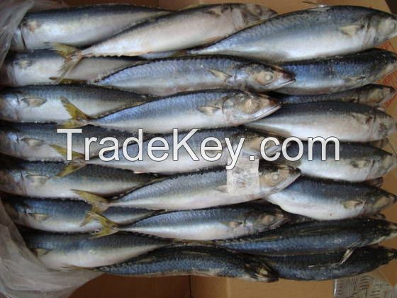 Sea Frozen Pacific Mackerel Fish for Sale