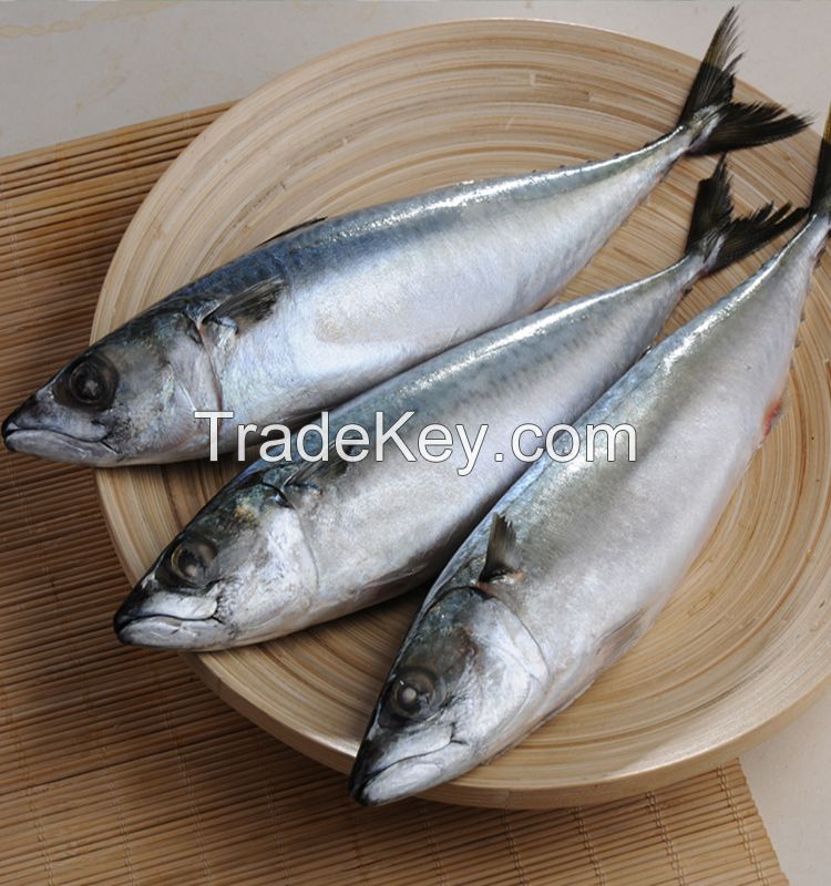 Sea Frozen Pacific Mackerel Fish for Sale