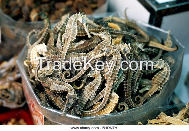 Dried Seahorse/Dry Sea Cucumber/Dry Abalone