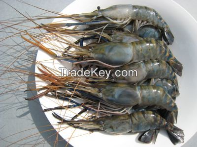 Fresh Water Black Tiger Shrimp