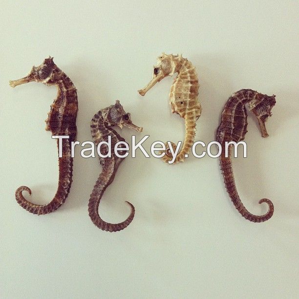 Dried Seahorse/Dry Sea Cucumber/Dry Abalone