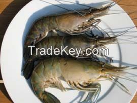 Fresh Water Black Tiger Shrimp