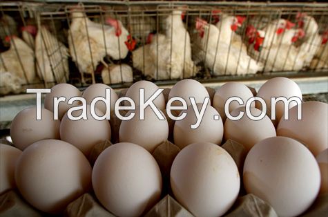 CHEAP Fresh Chicken Eggs and Chicken Products for Sale