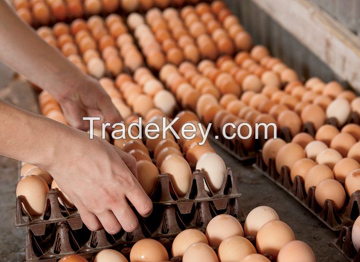 CHEAP Fresh Chicken Eggs and Chicken Products for Sale