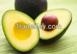 FRESH AVOCADO - GOOD QUALITY