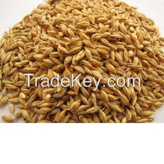 Barley for Feed Purpose.