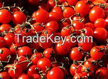 Farm Fresh Red Tomatoes