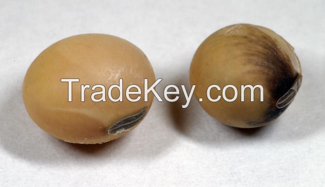 Bulk Soybean Seed for Meal, Organic Soy Bean Supplier, Certified Soybeans +Non gmo yellow soybean +soya bean seed