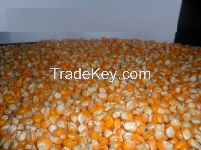 Maize, corn, yellow corn, white maize top deal at factory prices