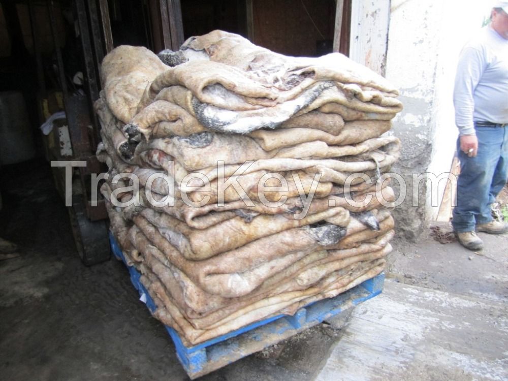 Dry and Wet Salted Donkey Hide / Horse Hides / Wet Cow Hides