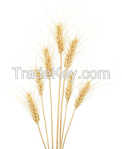 Soft Milling Wheat 11, 5% and 12, 5%