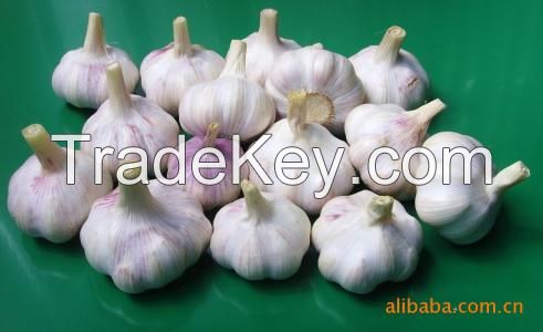 garlic