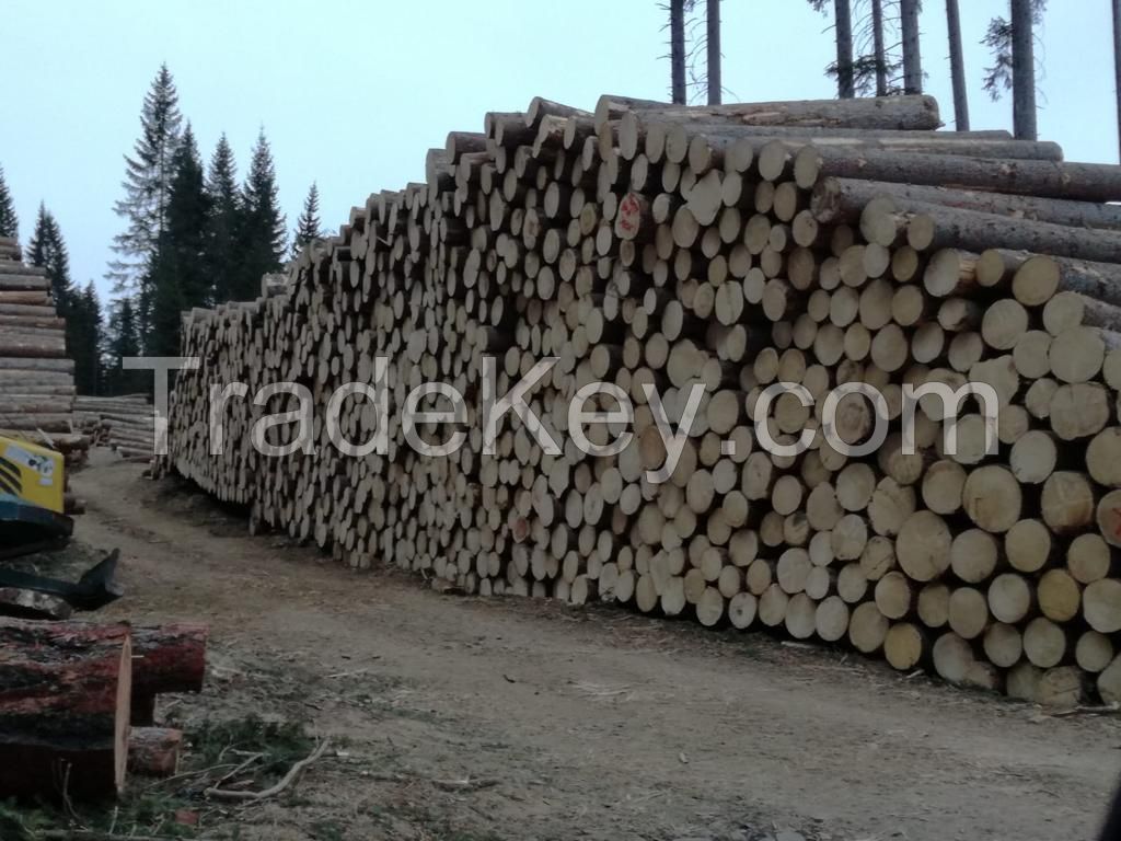 fresh Spruce logs
