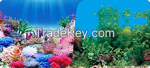 aquarium background