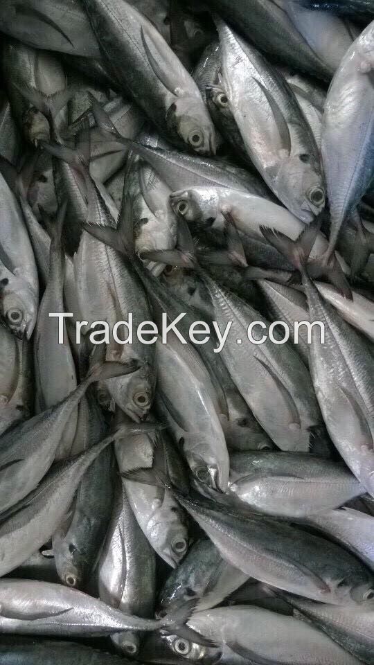 HORSE MACKEREL