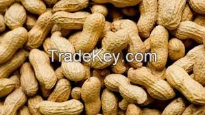 1000000000000000mt of peanut for sale
