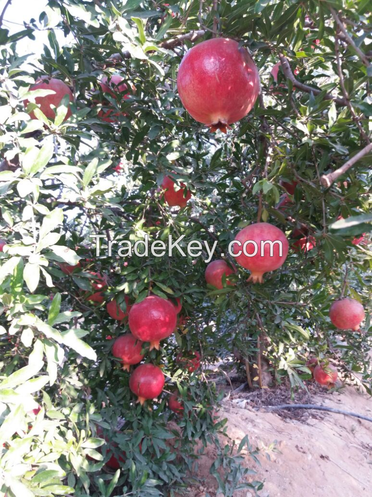 Fresh pomegranate fruit