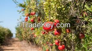 Fresh pomegranate fruit