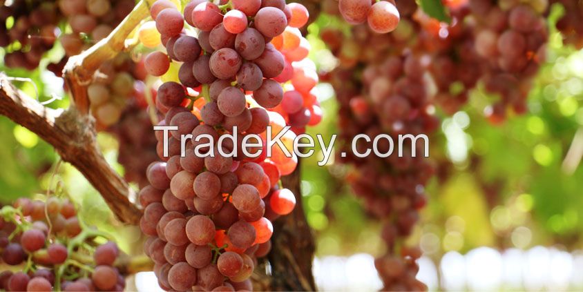 Grapes