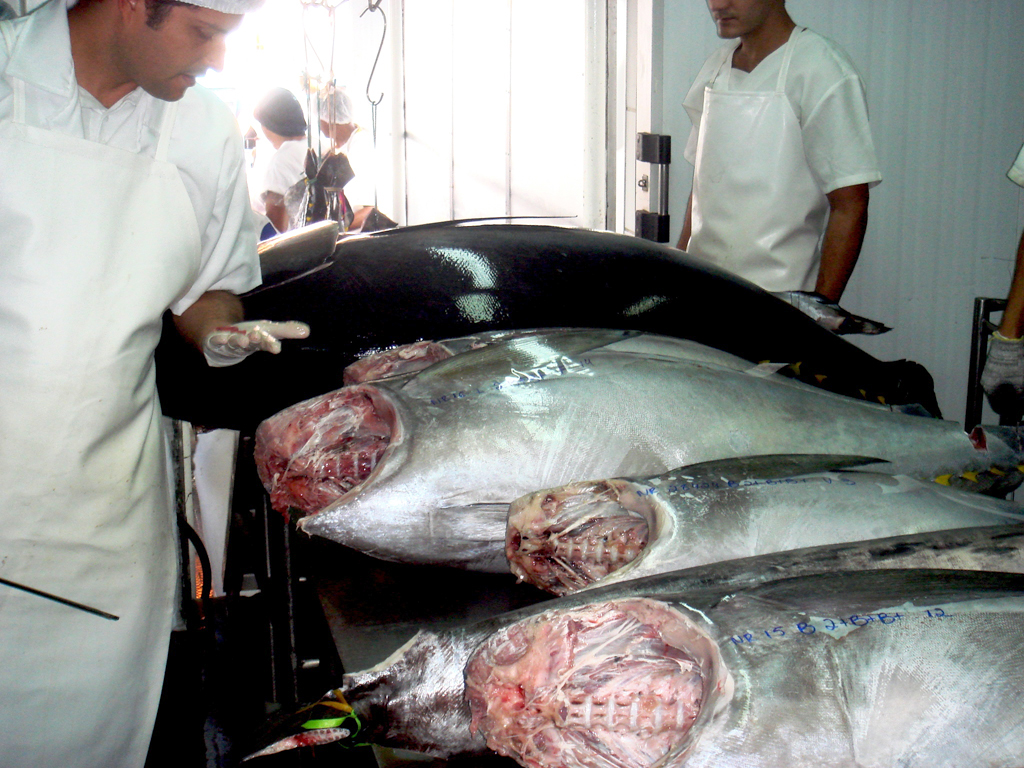 Tuna and Swordfish