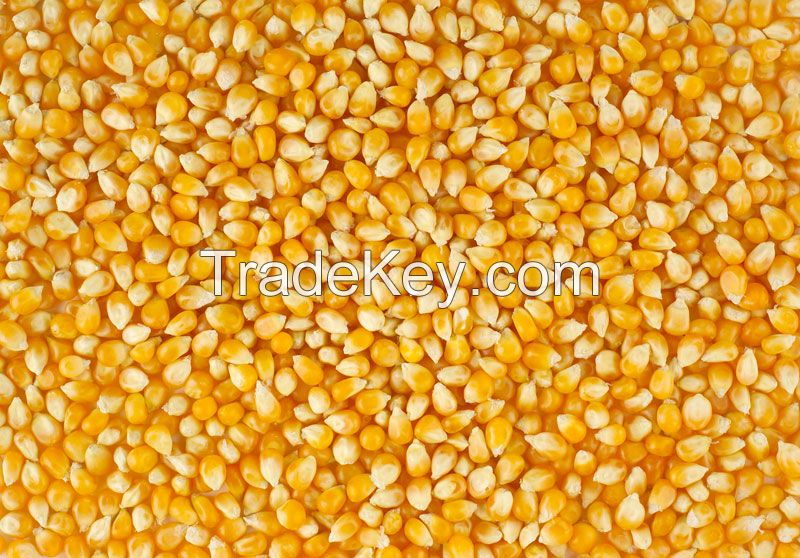 First Grade Yellow Corn / Yellow Maize / Yellow Corn Grains and white corn