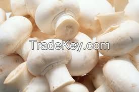 Golden supplier of all types frozen porcini mushrooms,frozen oyster mushroom,frozen mushroom