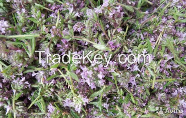 Organic Dried Thyme Herbs (Wild)
