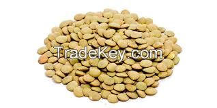 GOOD QUALITY LENTILS