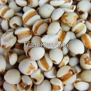 Apricot Kernels, Chestnuts, Pumpkin Kernels, Betel Nuts, Hazelnuts, Pine Nuts , Almond Nut Kernel , Wild Organic Pine Nuts , Cashew Nuts , Pine Nuts