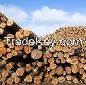 Long Hardwood Lumber and Sawn Lumber & Construction Timber , ntire Logs of Trees in Nature for Imported Wood Raw Materials , Lumber/Sawn Timber/Acacia/Hardwood/Wood