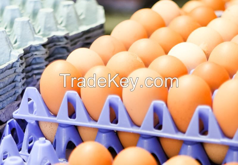 fresh farm table Large eggs