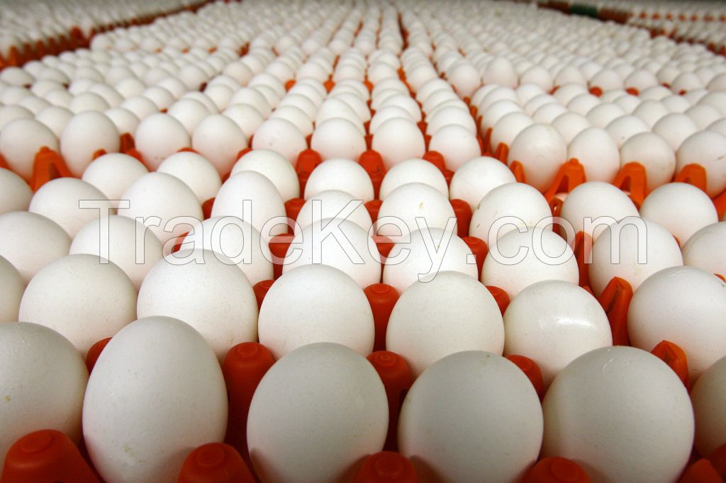 Fresh Farm Table Large Eggs