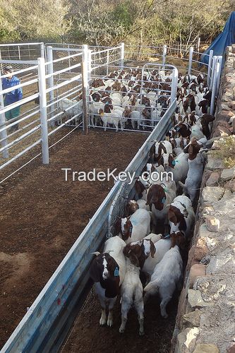 Boer Goats