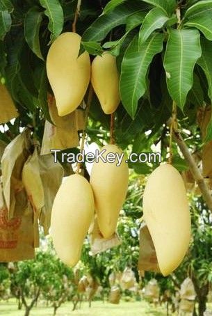 Fresh Sweet Mango (Golden Honey Variety)