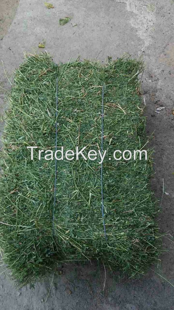 Hay of alfalfa