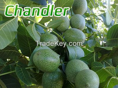 Walnut  Chandler sapling