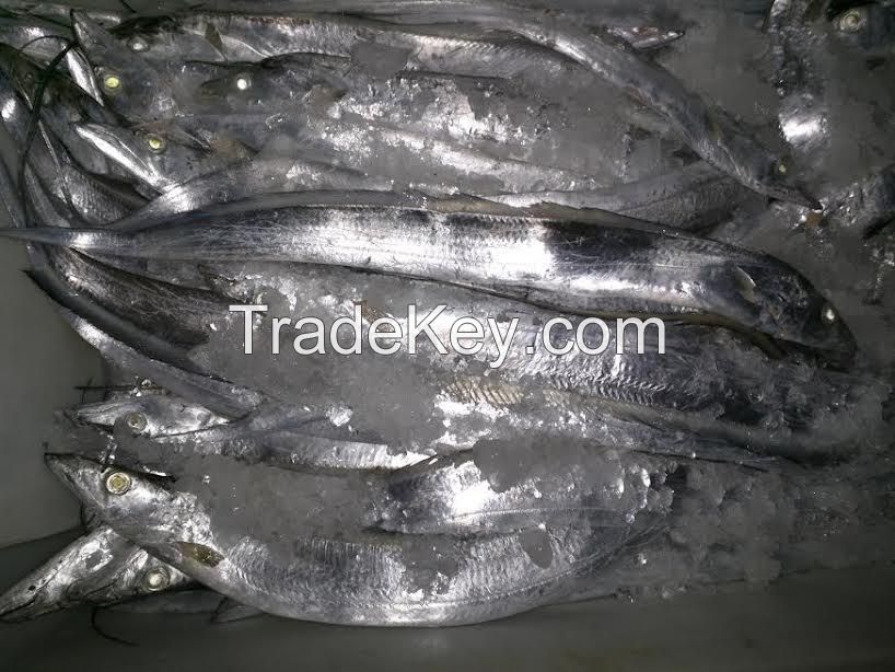 Frozen Ribbonfish