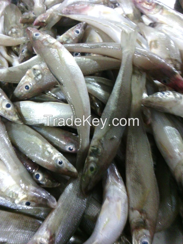 Fresh Ladyfish / Whiting