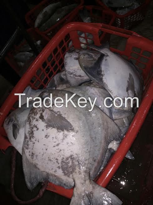 Fresh Chinese Pomfret Hook Line Caught AA+