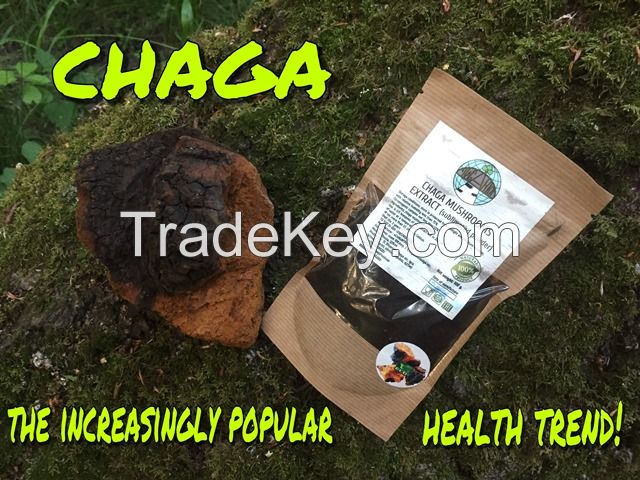 EXTRACT CHAGA MUSHROOMS SUBLIMATED