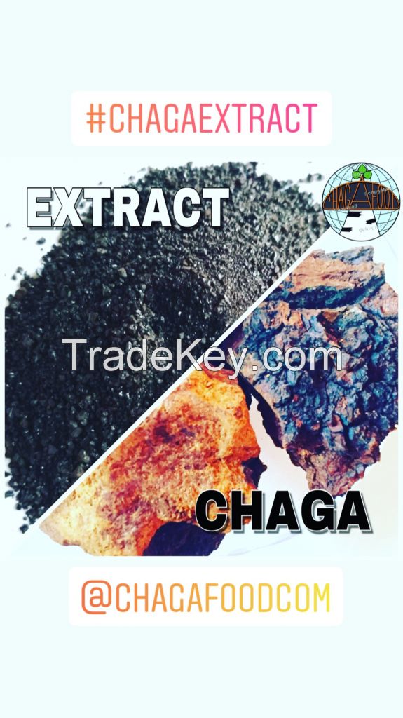 EXTRACT CHAGA MUSHROOMS SUBLIMATED