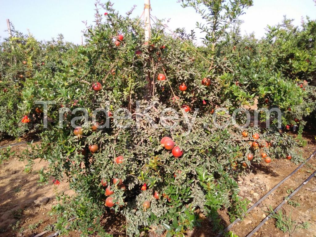 Fresh Pomegranates