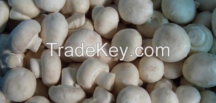 Straw Mushrooms with High Quality from Vietnam