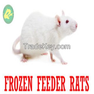 Frozen Feeder Rats for Reptiles Amphibians Birds of Prey Food Wholesale