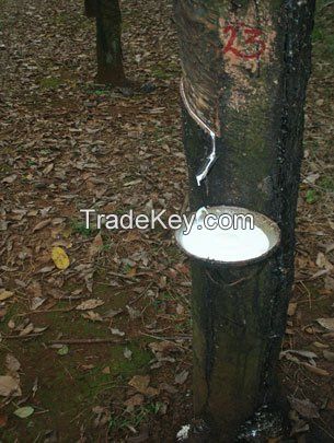 NATURAL RUBBER LATEX HA 60% DRC